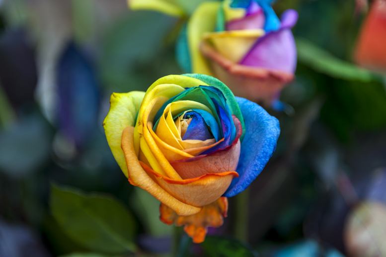 csd cologne rainbow roses