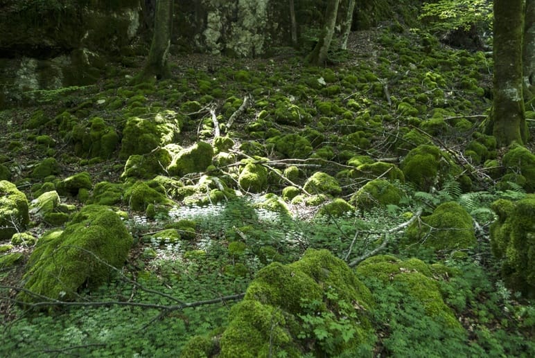 la verna forest italy