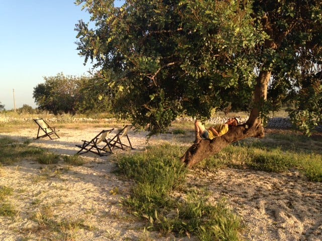 le chiuse di guadagna carob tree relax