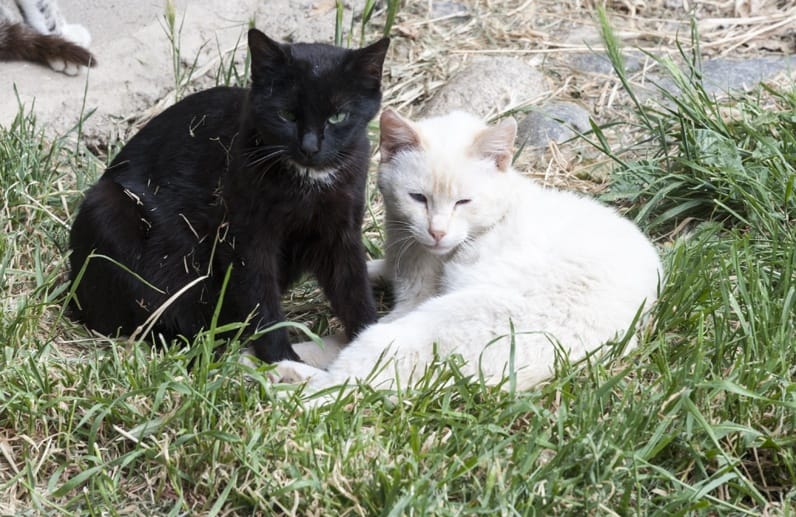 black cat white cat pyrenees
