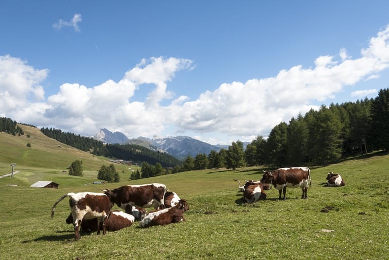Alpe di siusi brown white cows
