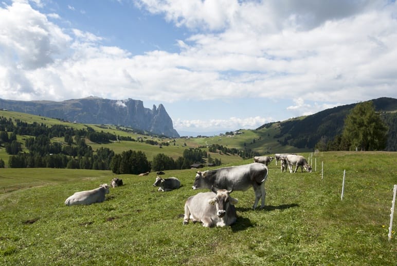 sciliar grey cows