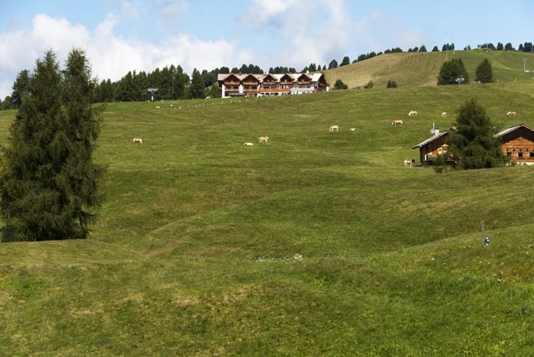 alpine meadow summer