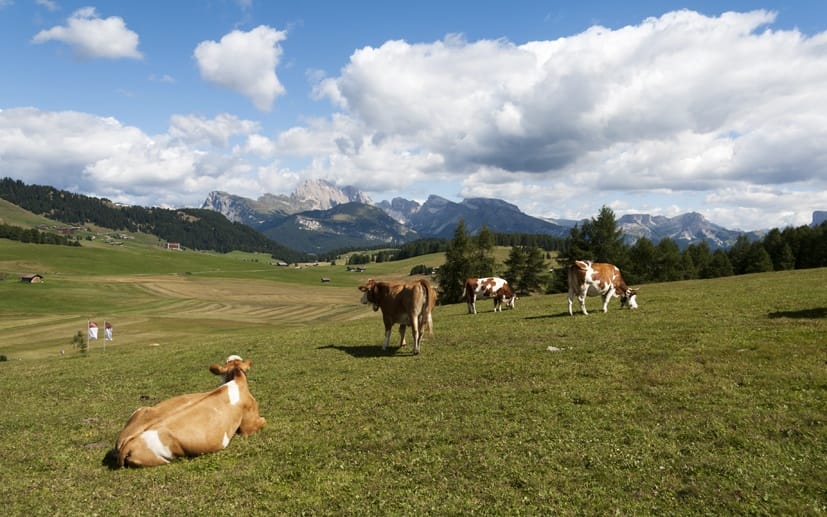 cows grazing sudtirol