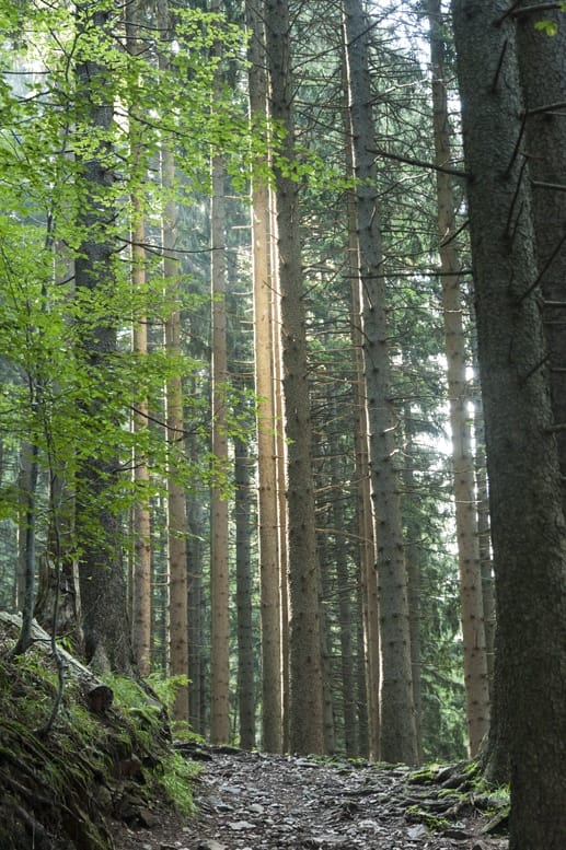 light pine wood