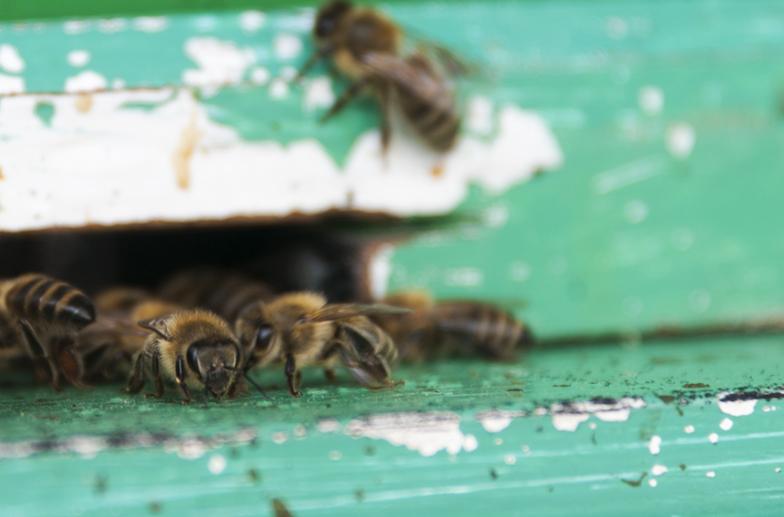 slovenia beekeper bees