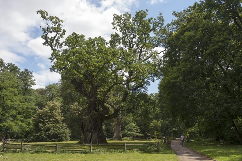 rogalin monumental oaks poland