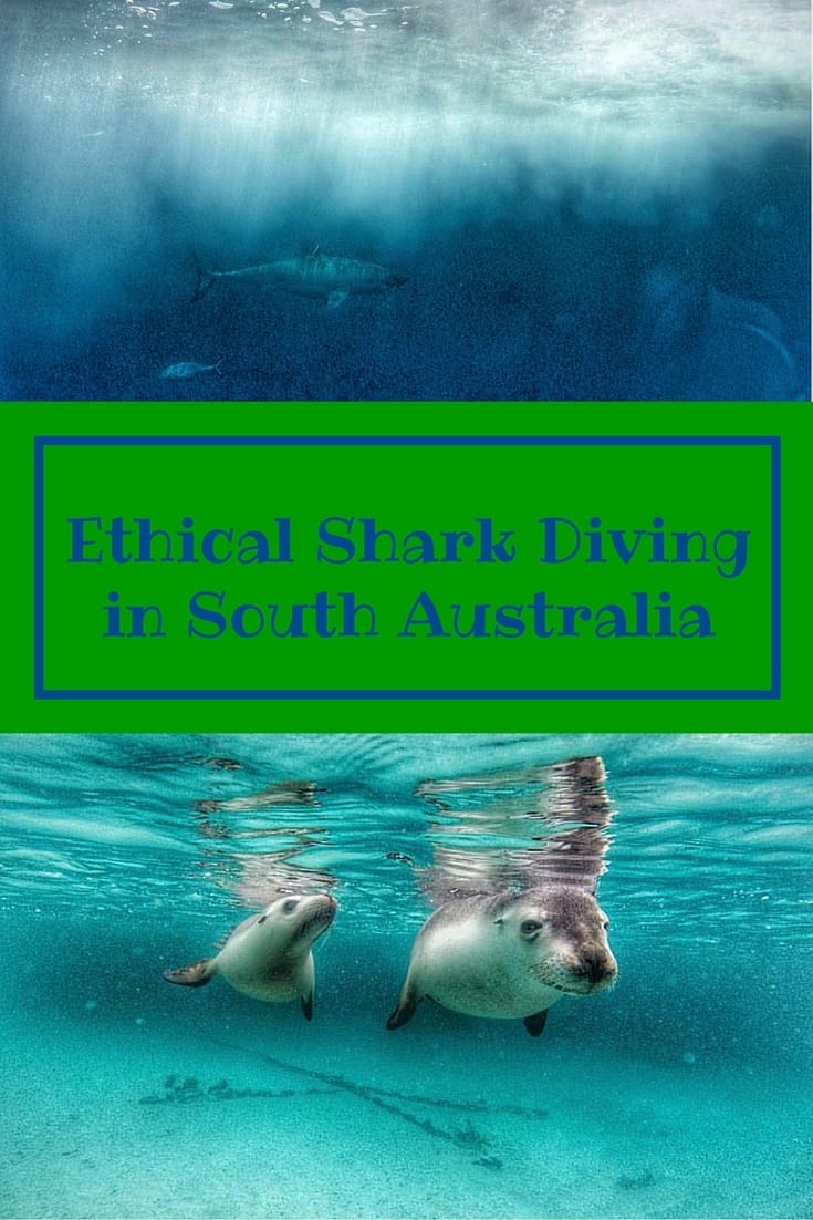 south australia wildlife pin