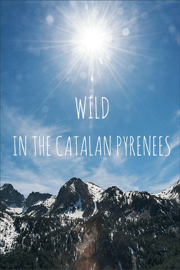 wild catalan pyrenees pin