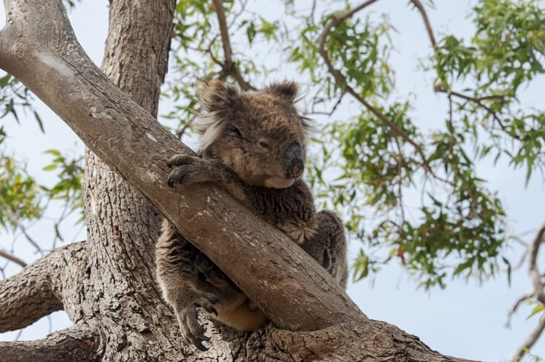 south australia wildlife koala