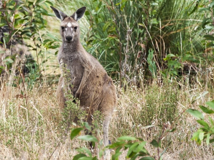 south australia wildlife kangaroo