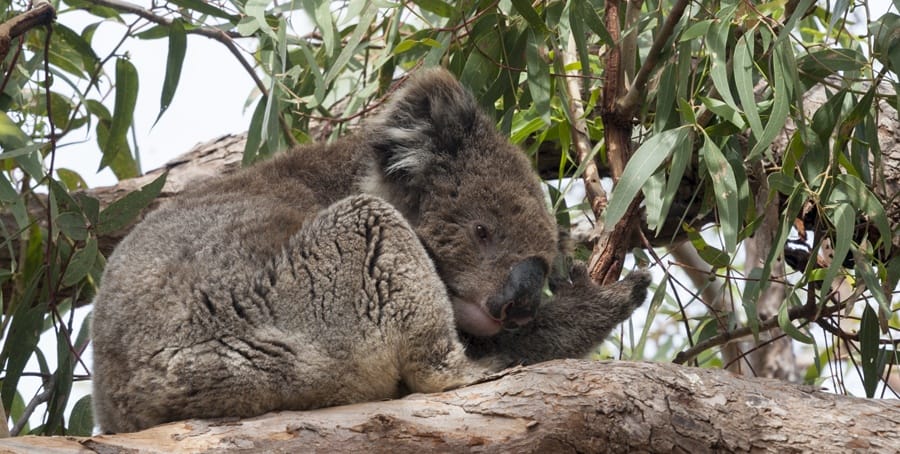 south australia wildlife koala sleepy