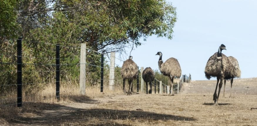 south australia emu
