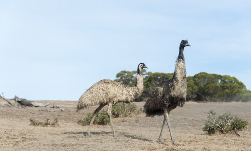 south australia emu walking