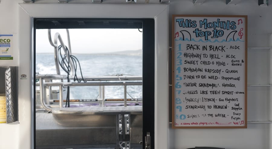 diving with sharks responsibly south australia