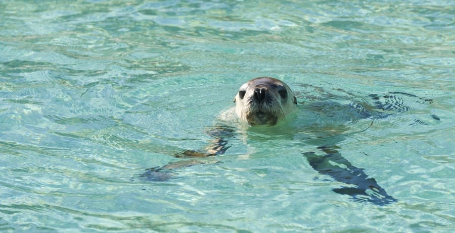 swimming sea lions south australia