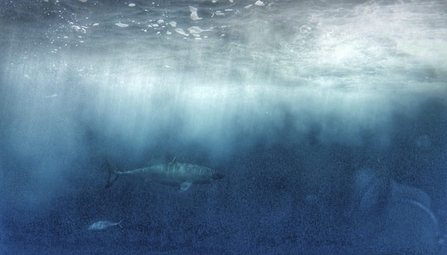 ethical shark diving great whites