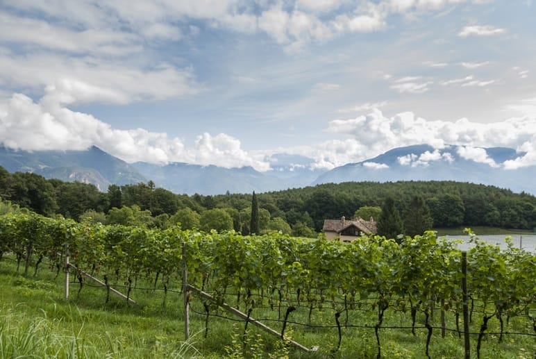 south tyrol wineries lake