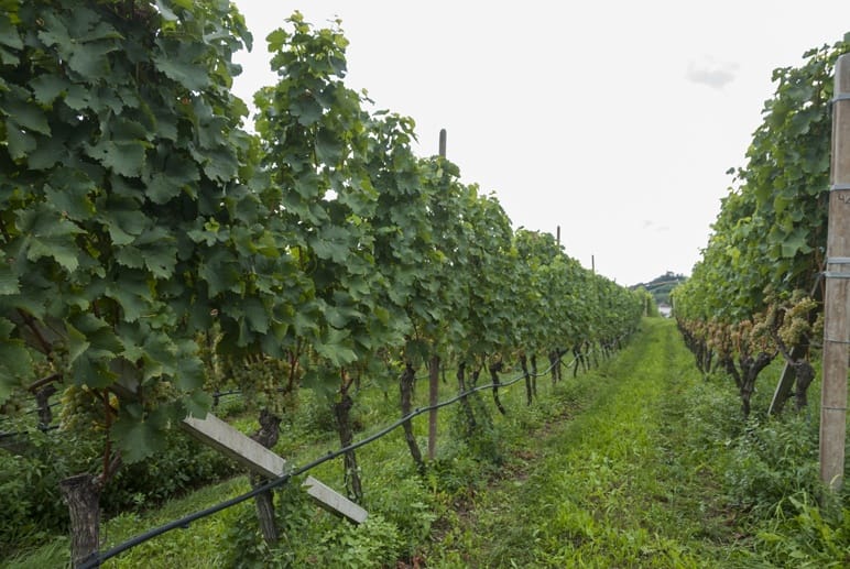 winery south tyrol vines