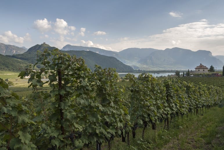 winery caldaro lake south tyrol