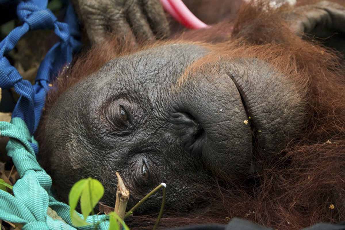 orangutan malaysia