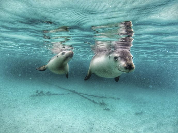 two sea lions swimming australia