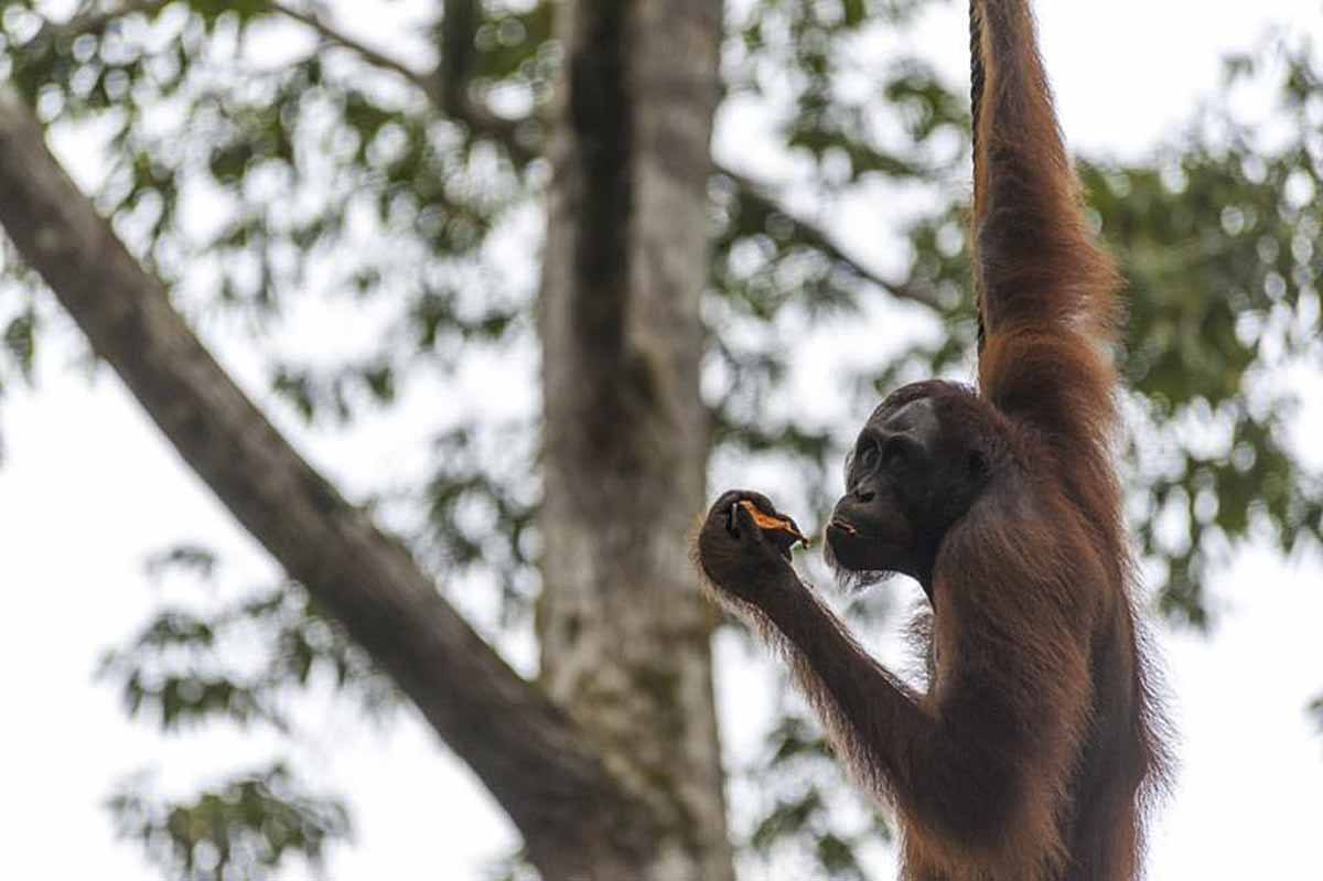 semenggoh orangutan