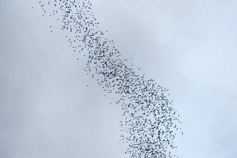 bat swarm malaysia