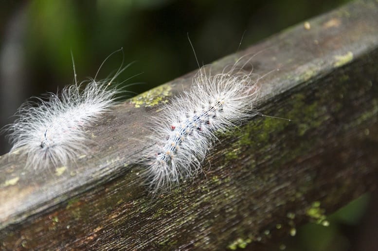mulu fluffy caterpillar