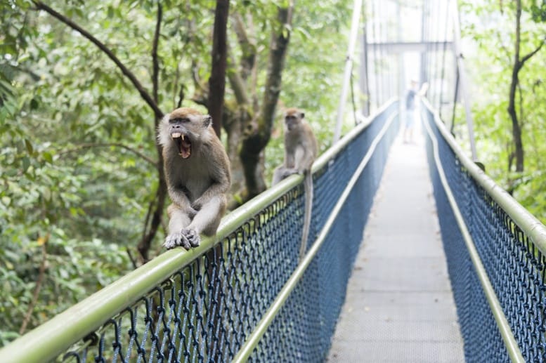 macritchie reservoir treetop walk monkey