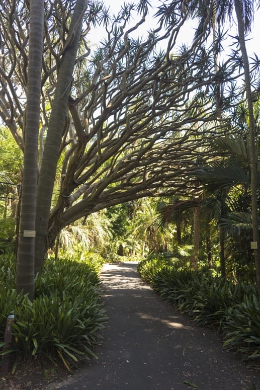 royal botanic garden sydney