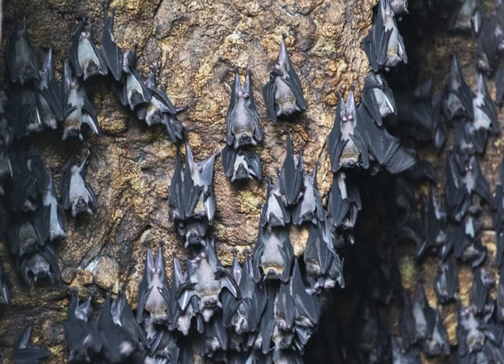 bat cave danjugan