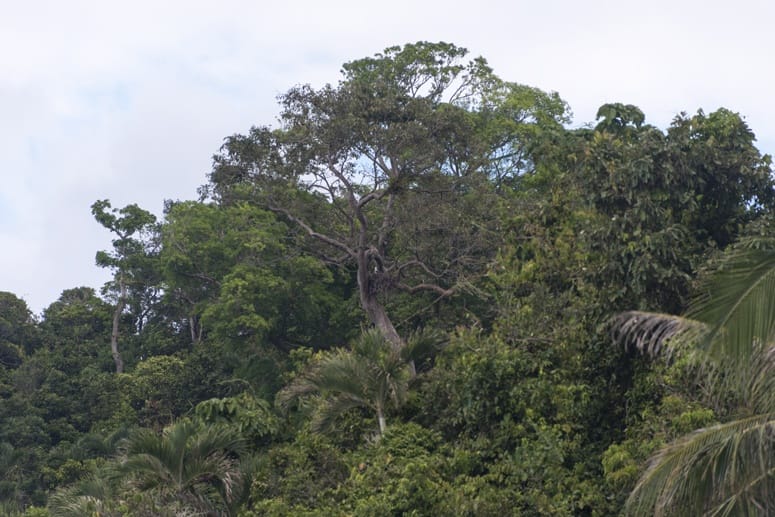 eagle tree danjugan philippines