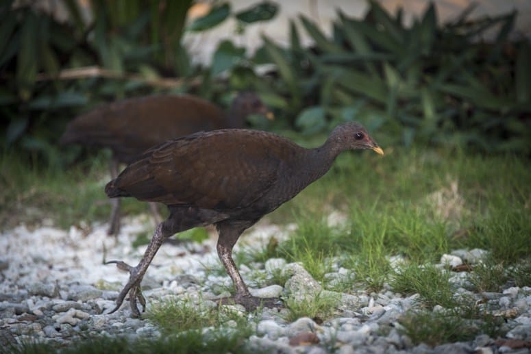 scrub fowl danjugan philippines