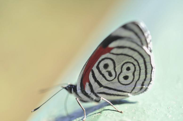 iguazu 88 butterfly