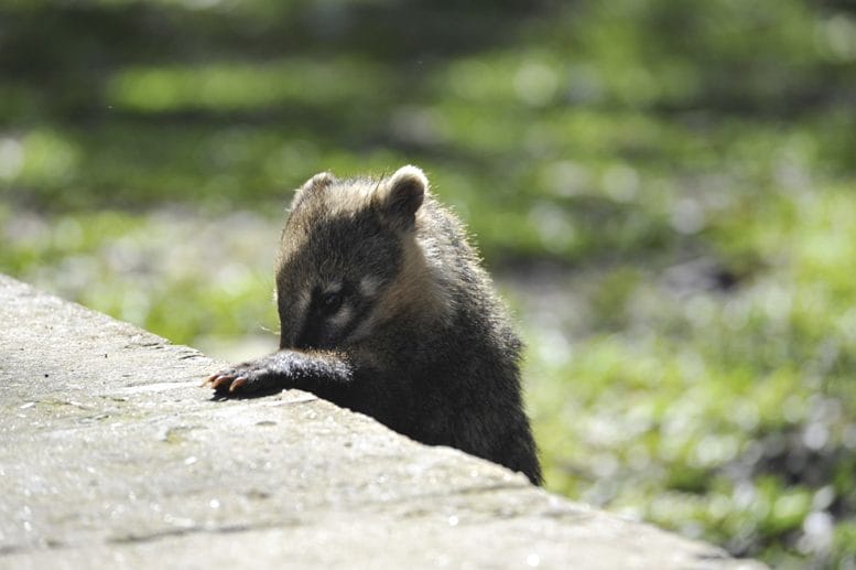 iguazu coati