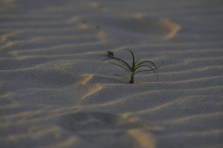 jeri-brazil-plant-sand