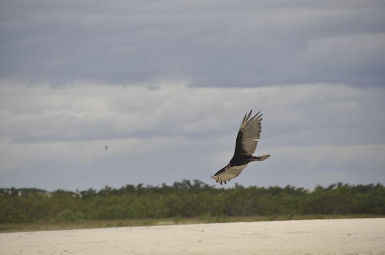 vulture nordeste brazil