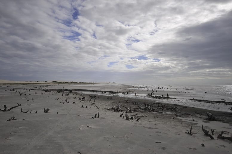 jericoacoara beach driftwood