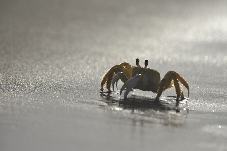 nordeste brazil crab