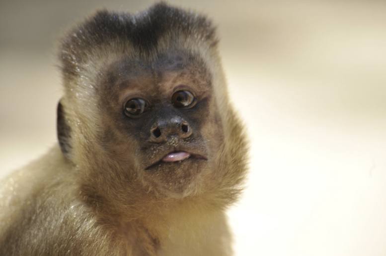 nordeste brazil monkey