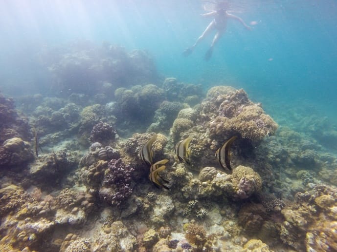 batfish underwater philippines