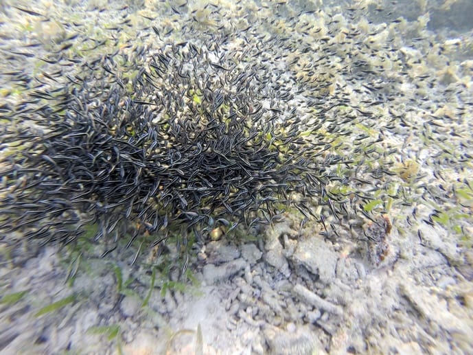 cat fish underwater philippines