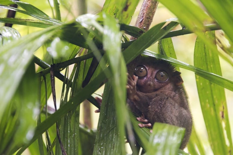tarsier in the rain bohol philippines