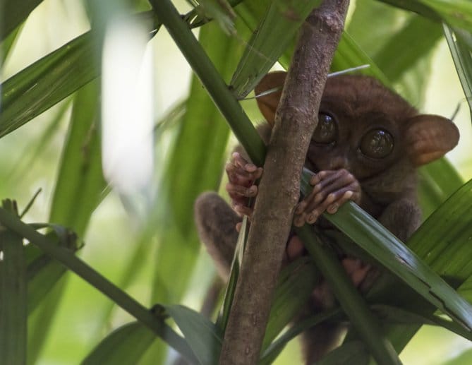 things to do in bohol tarsier