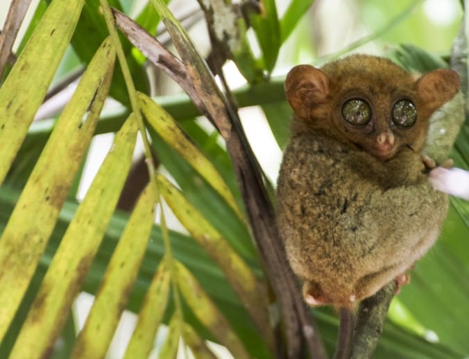 A cute Bohol tarsier