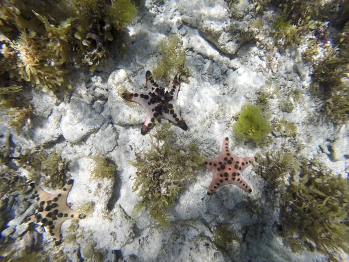 diving bohol starfish
