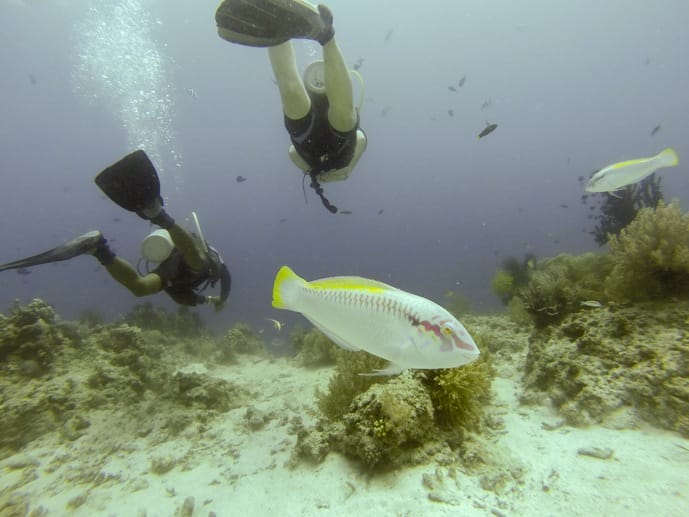 diving bohol philippines fish photobomb