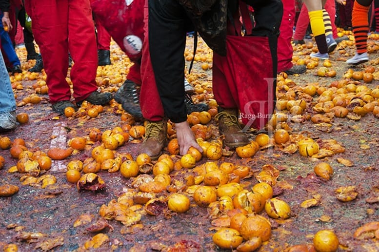 ivrea carnival oranges picking