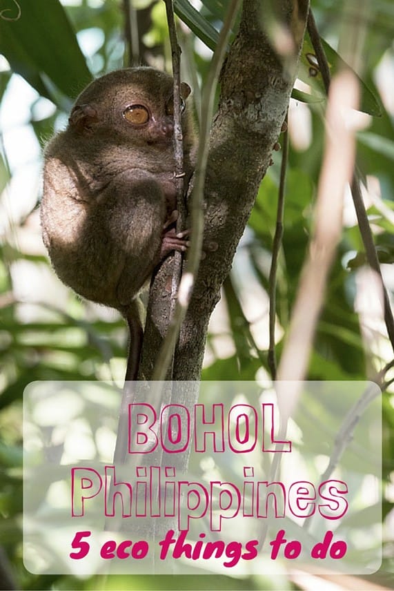 things to do in bohol pin 2